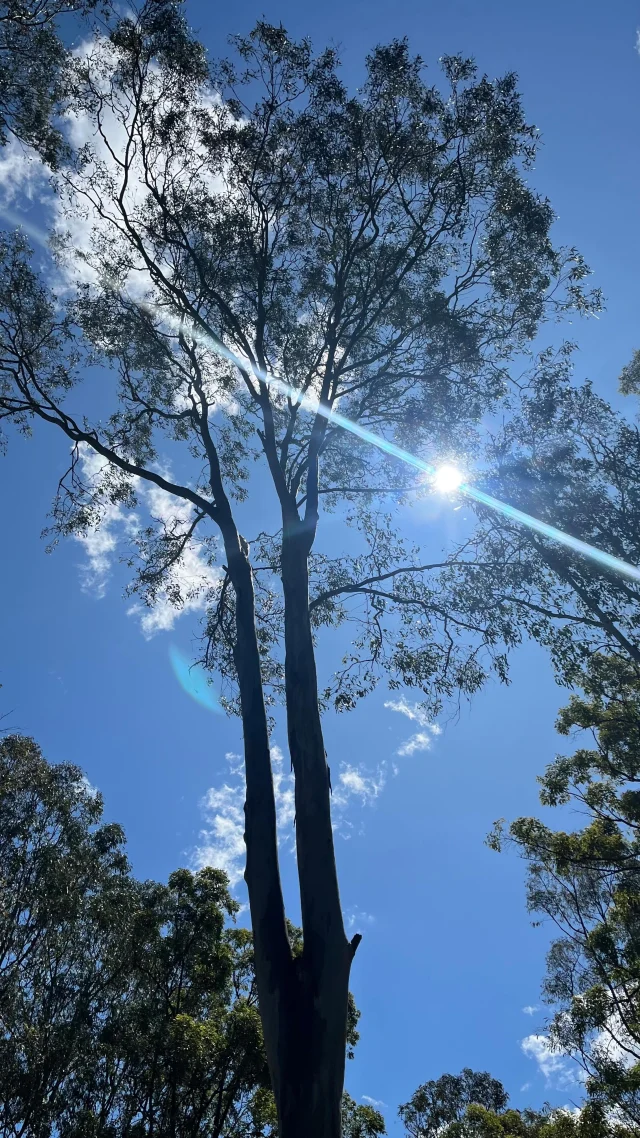 Sometimes the best retreat is turning inward. “Wherever you go, there you are.” Close your eyes, put your hands on your heart, inhale exhale, and there you are. The whole world lies within. 
#mindfulness #innerpeace #selfcare #reikibrisbane #soulfulliving